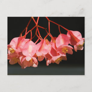 Roze Begonia Angel Wing Flowers Briefkaart
