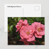 Roze Begonia bloemen Briefkaart (Voorkant / Achterkant)
