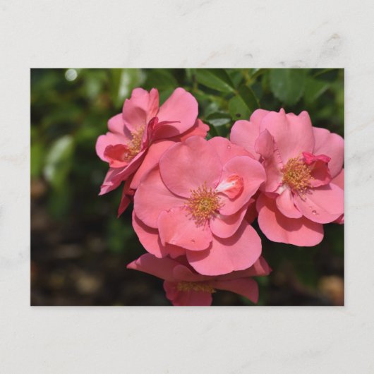 Roze Begonia bloemen Briefkaart (Voorkant)