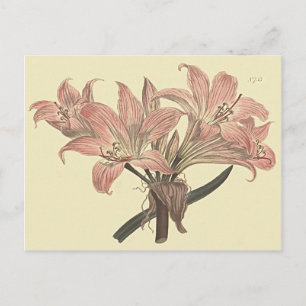 Roze Belladonna-lelie botanische illustratie Briefkaart