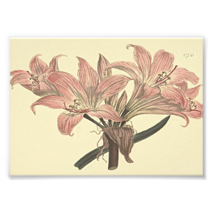 Roze Belladonna Lelie Botanische Illustratie Foto Afdruk