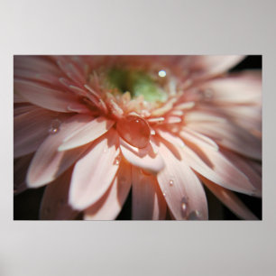 Roze bellen poster