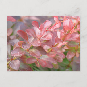 roze bijkantoren briefkaart