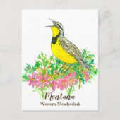 Roze Bitterroot Western Meadowlark Montana Briefkaart (Voorkant)