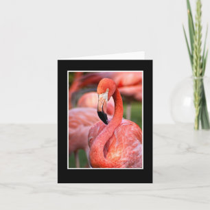 Roze blanco briefkaart voor Flamingo