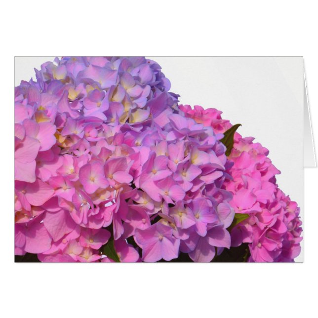 Roze blauwe hydrangeas elegante roze paarse bloeme (Voorkant Horizontaal)
