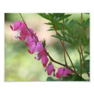 Roze Bloedende Harten 10x8 Bloem Foto Afdruk