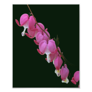 Roze Bloedende Harten Bloem 8x10 Foto Afdruk