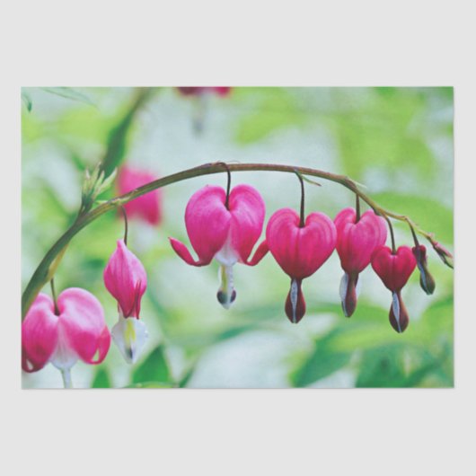 Roze bloeding Hartbloeding Bloem Elegant Tissuepapier (Voorkant)