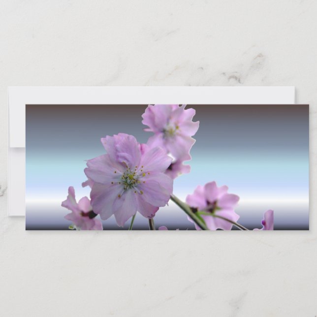 Roze bloeiende Cherry Blossom (Voorkant)