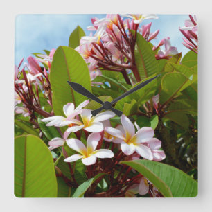 roze bloeiende Frangipani-boom, Vierkante Klok