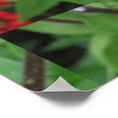 Roze bloeiende zinnia poster (Hoek)