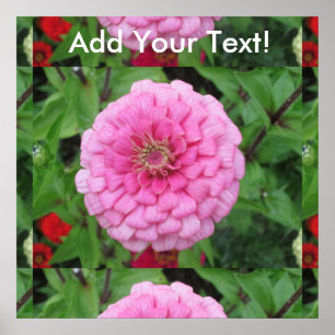 Roze bloeiende zinnia poster