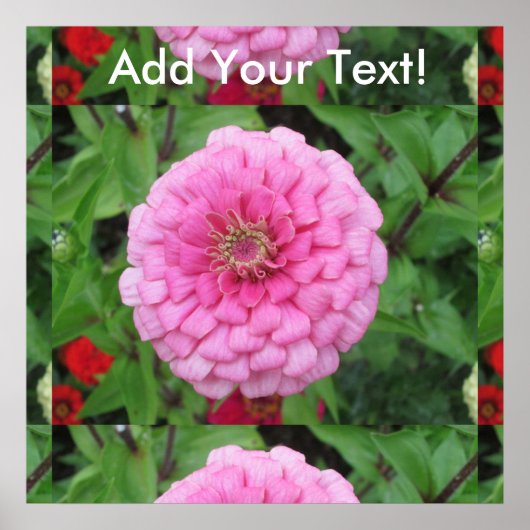 Roze bloeiende zinnia poster (Voorkant)