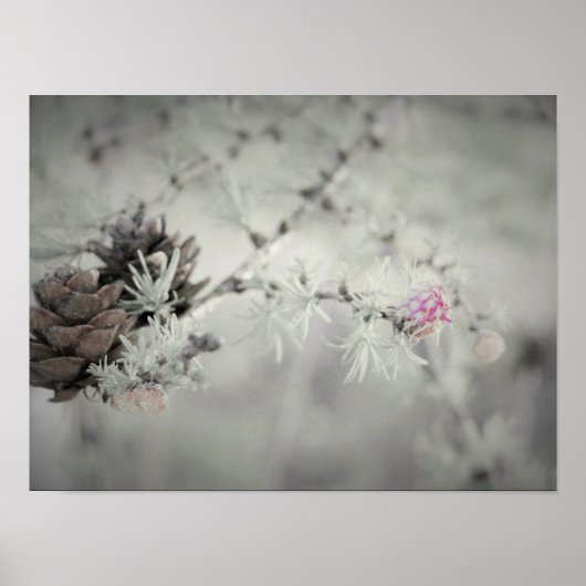 Roze bloem bij Larch Black en White Poster (Voorkant)