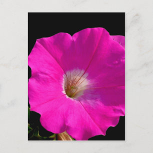 roze bloem briefkaart