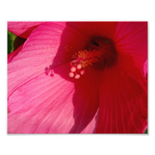 Roze Bloem Kodak Professioneel Fotopapier (Satijn) Foto Afdruk
