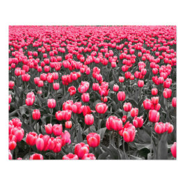 Roze Bloem Minimalistische Selectieve Kleur Foto Afdruk