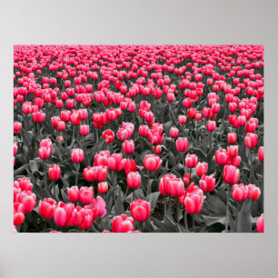 Roze Bloem Minimalistische Selectieve Kleur Fotoku Poster