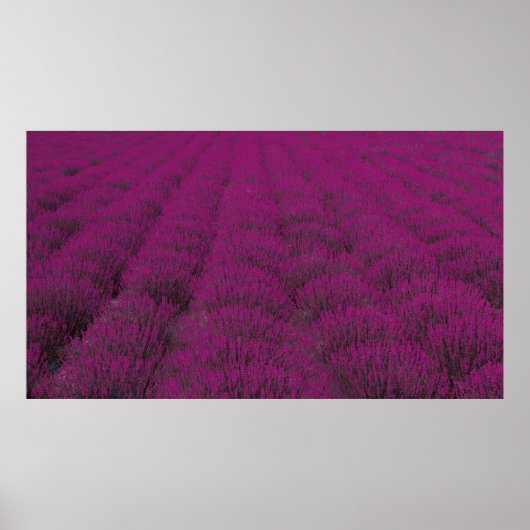 Roze bloem poster (Voorkant)