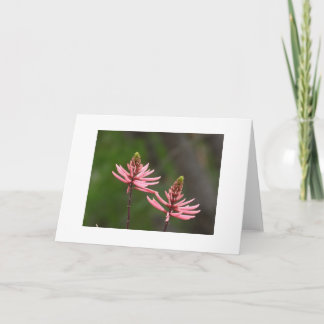 Roze Bloemaren Natuur Foto Blanco Kaart
