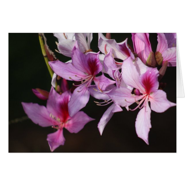 Roze bloemen (Voorkant Horizontaal)