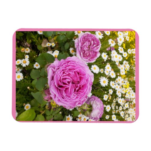 Roze Bloemen Bloem Rozen Madeliefjes Magneet (Horizontaal)
