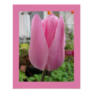 Roze Bloemen Bloemen Tulp Tulpen Tuin Poster Perfect Poster