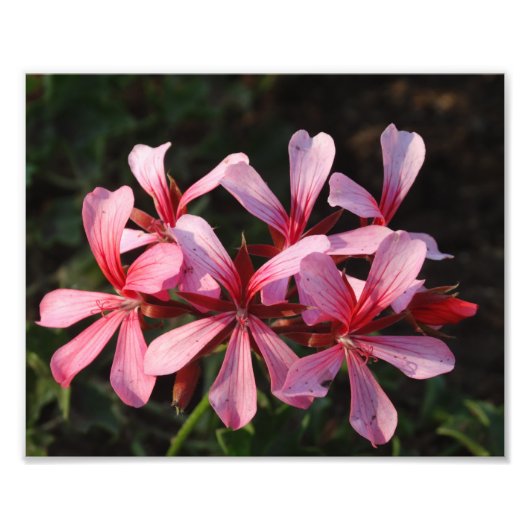 Roze Bloemen Bloesems Fotopapier Print Foto Afdruk (Voorkant)