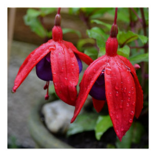 Roze Bloemen Bloesems Love Destiny Shower Perfect Poster