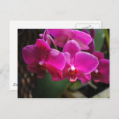 Roze bloemen briefkaart (Voorkant / Achterkant)