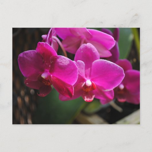 Roze bloemen briefkaart (Voorkant)