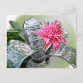 Roze bloemen Bromeliad Briefkaart (Voorkant)
