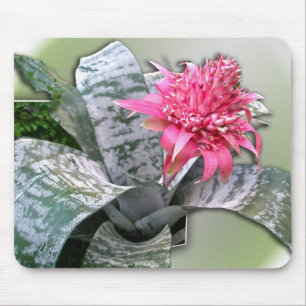 Roze bloemen Bromeliad Muismat