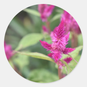 Roze bloemen Celosia Garden Natuur Fotografie Ronde Sticker