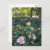 roze bloemen Central Park NYC Spring Foto Briefkaart (Voorkant / Achterkant)