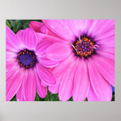 Roze bloemen Gerbera Daisy Floral Poster (Voorkant)