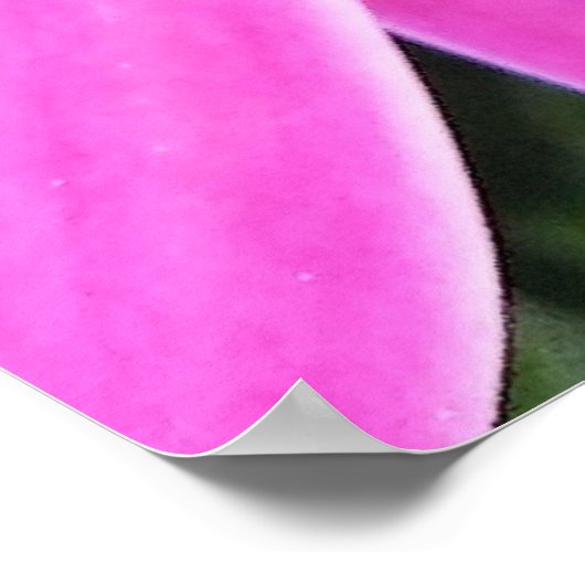 Roze bloemen Gerbera Daisy Floral Poster (Hoek)