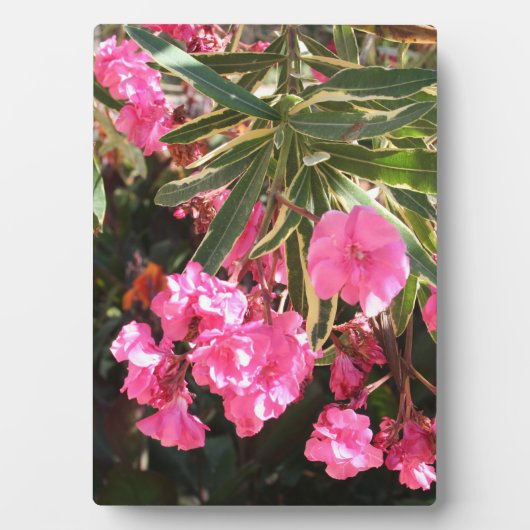 Roze bloemen op de boom fotoplaat (voorkant)