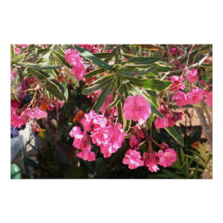 Roze bloemen op de boom perfect poster