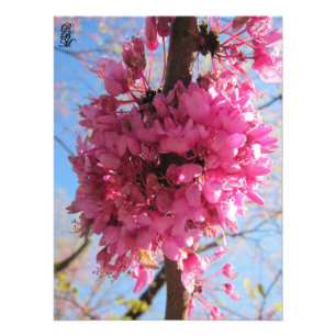 Roze bloemen op een boom foto afdruk