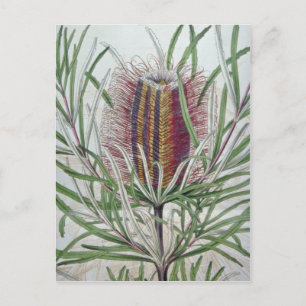 Roze bloemen van Banksia occidentalis Briefkaart