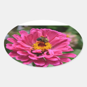  roze bloemenroze Zinnia Bumble bee Ovale Sticker
