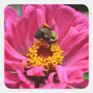  roze bloemenroze Zinnia Bumble bee Vierkante Sticker