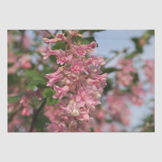 roze bloempapier tissuepapier (Voorkant)