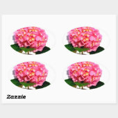 Roze bloemroze bloemroze floraal ovale sticker (Vel)