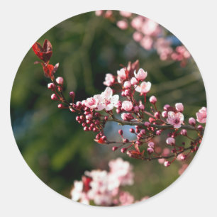Roze bloesem in het warme zomerlicht ronde sticker