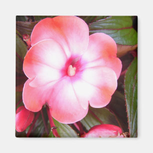 Roze bloesem magneet