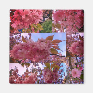 Roze bloesem magneet