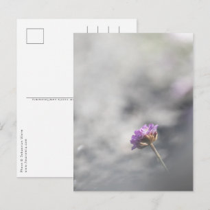 Roze Bloesem Natuur Foto Briefkaart